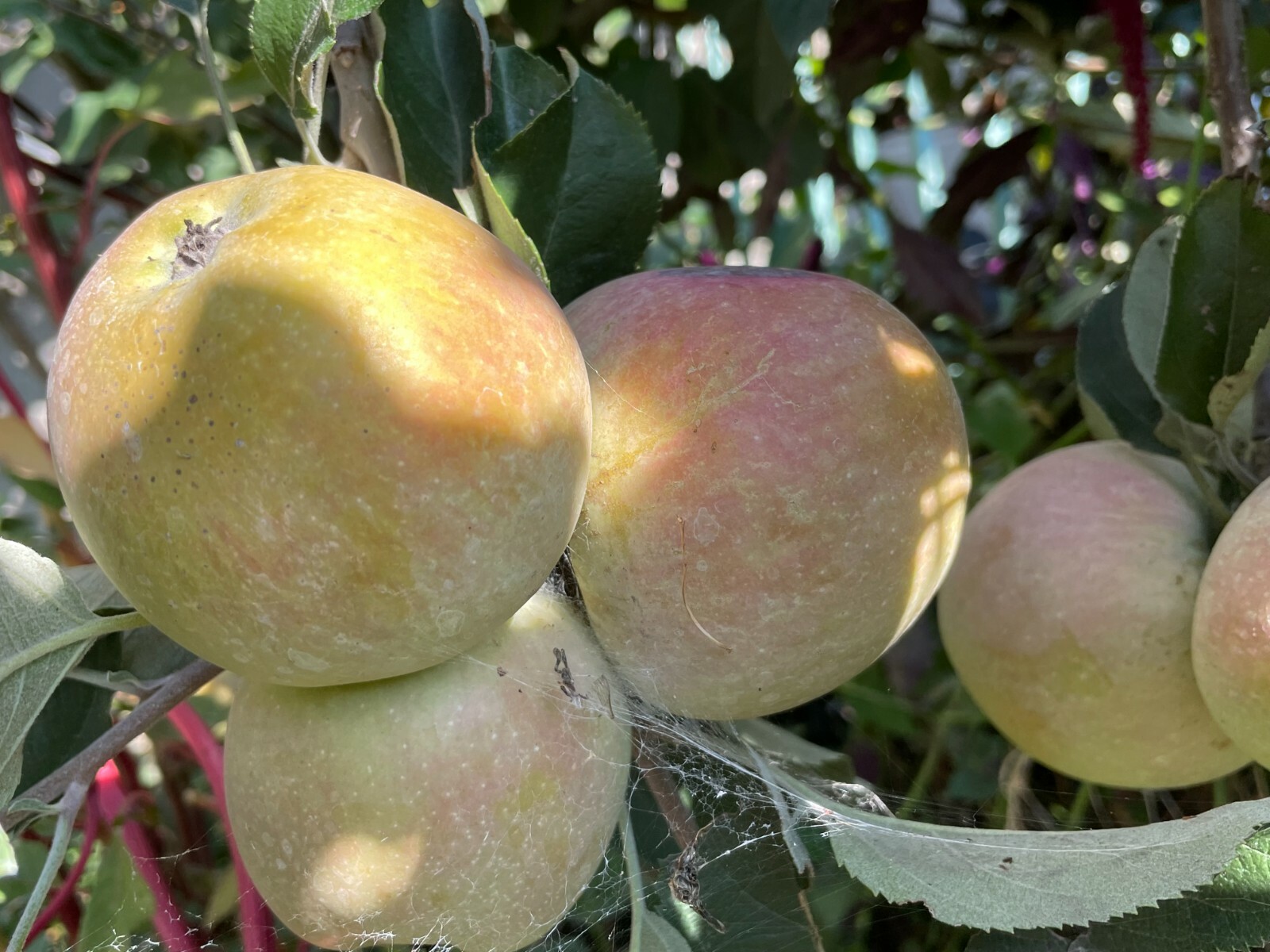 1 Seedling Grafted Fuji Apple Fruit Tree, A Grafted Seedling Tree App 30″ +