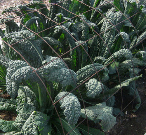 200+Lacinato Kale Seeds Dinosaur Kale Italian Heirloom Kale USA