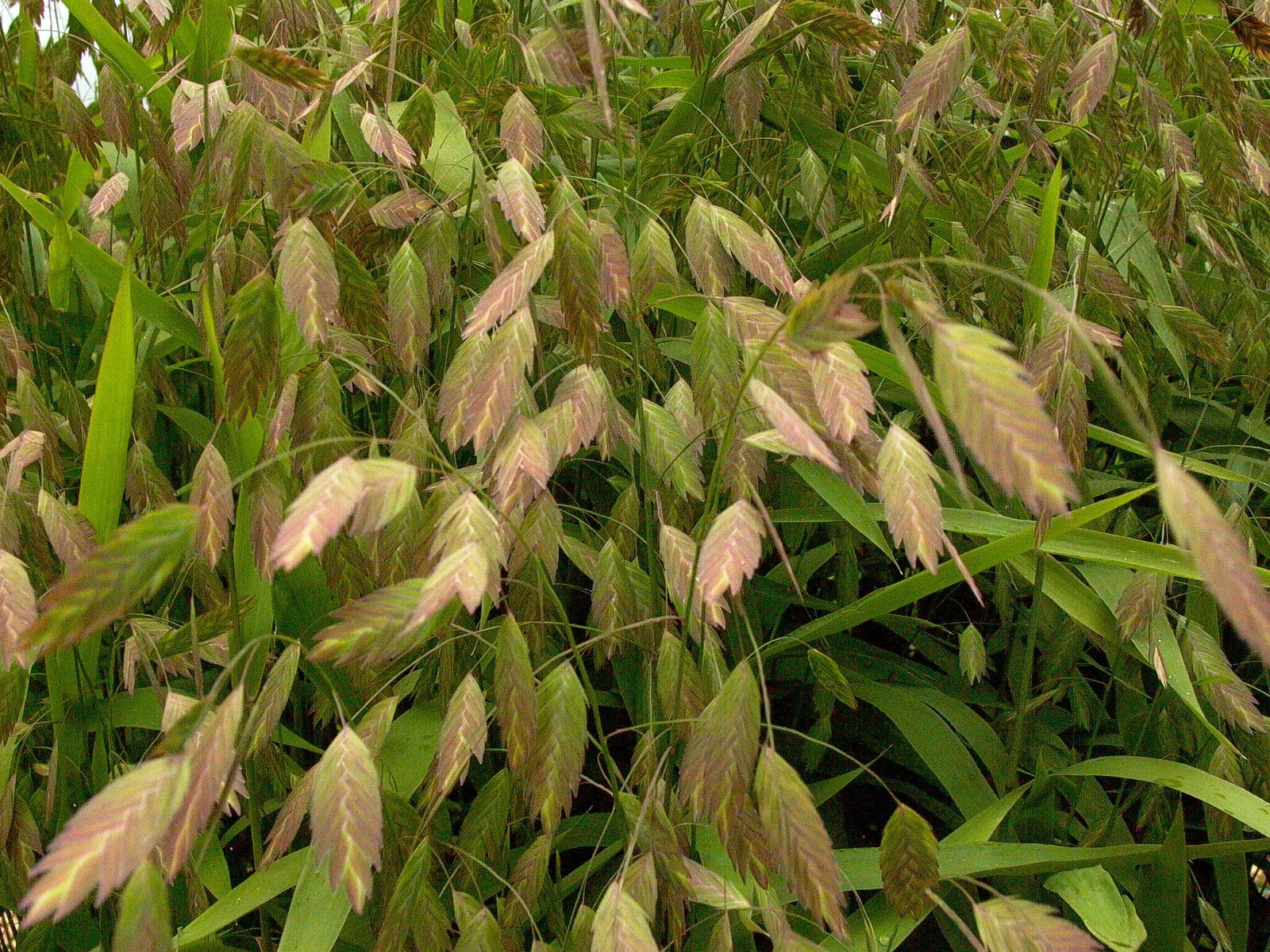 10 Roots Rare NativeChasmanthium latifolium Northern Sea Oats, organically grown
