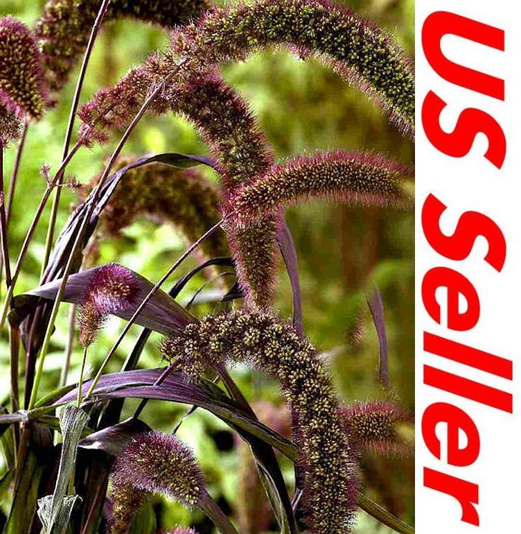 40 PCS Red Jewel Seeds T37, Setaria Italica Ornamental Grass Seeds