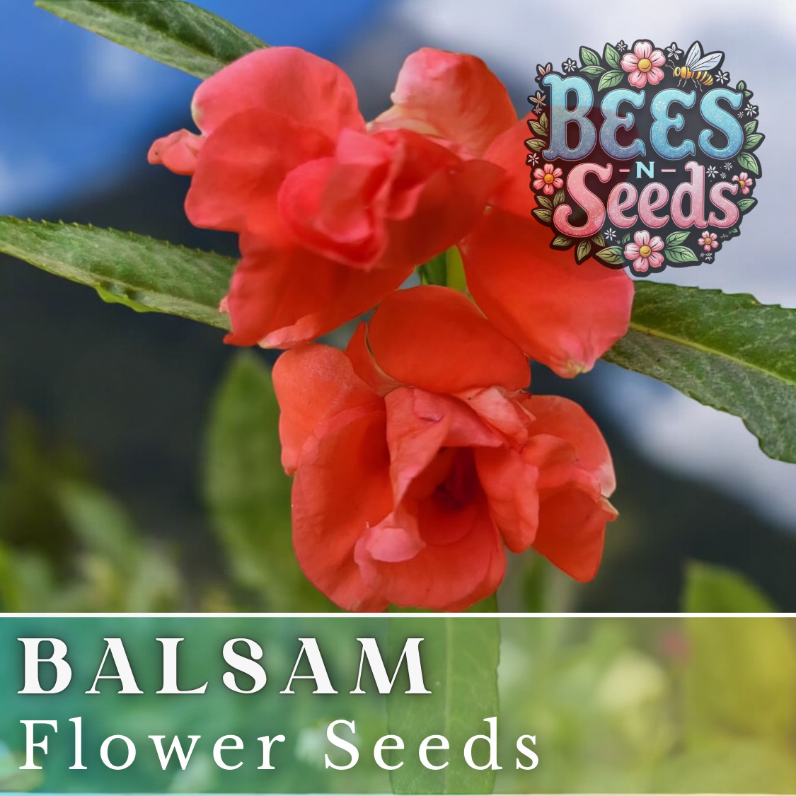 Balsam Seeds 75 Seeds Flower Seeds, Impatiens, Balsamina, Garden Patio Container