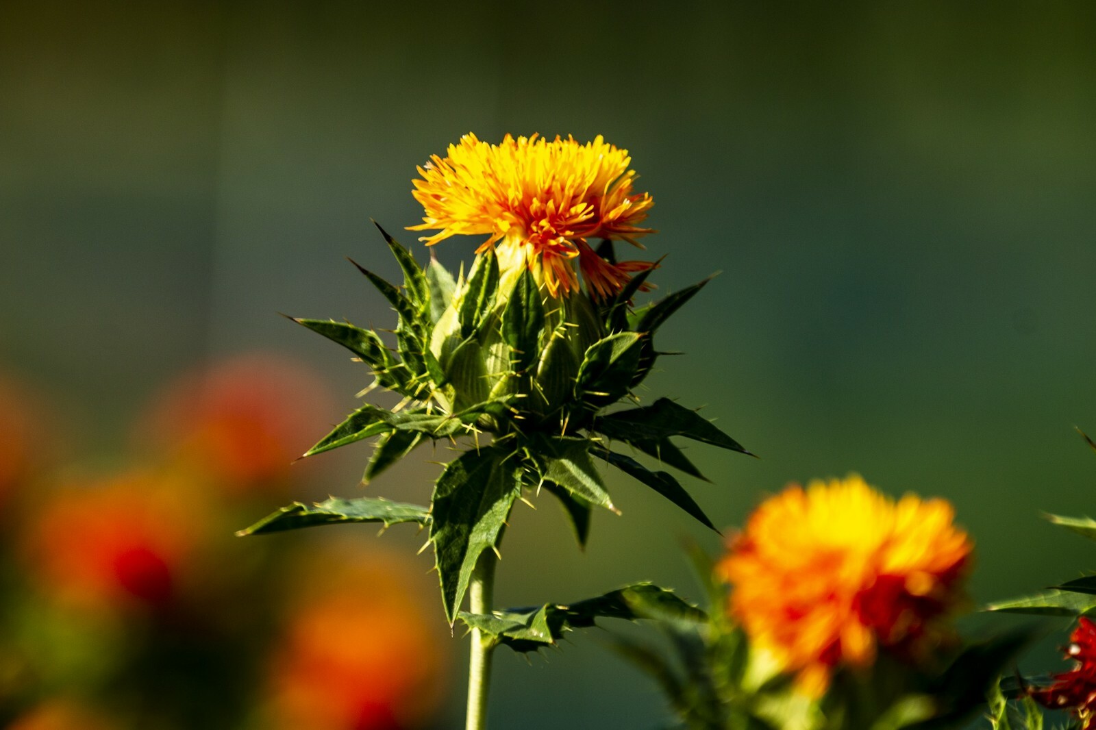 Hong Hua Wonder Herb 100+ Medicinal seeds NON GMO Baldy Safflower (spineless)