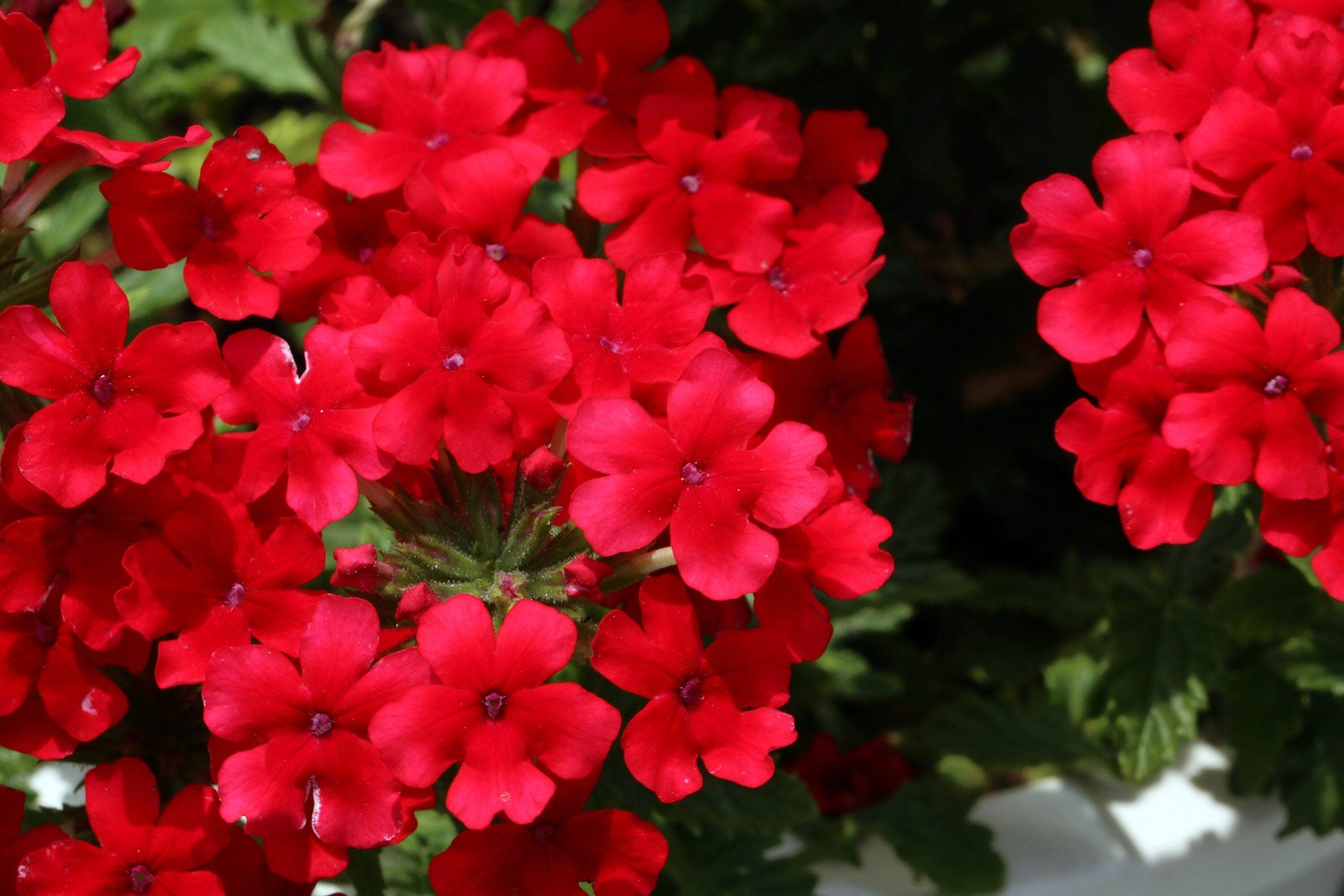 50 SCARLET VERBENA Red Nana Compacta Fragrant Flower Seeds *Combined Shipping