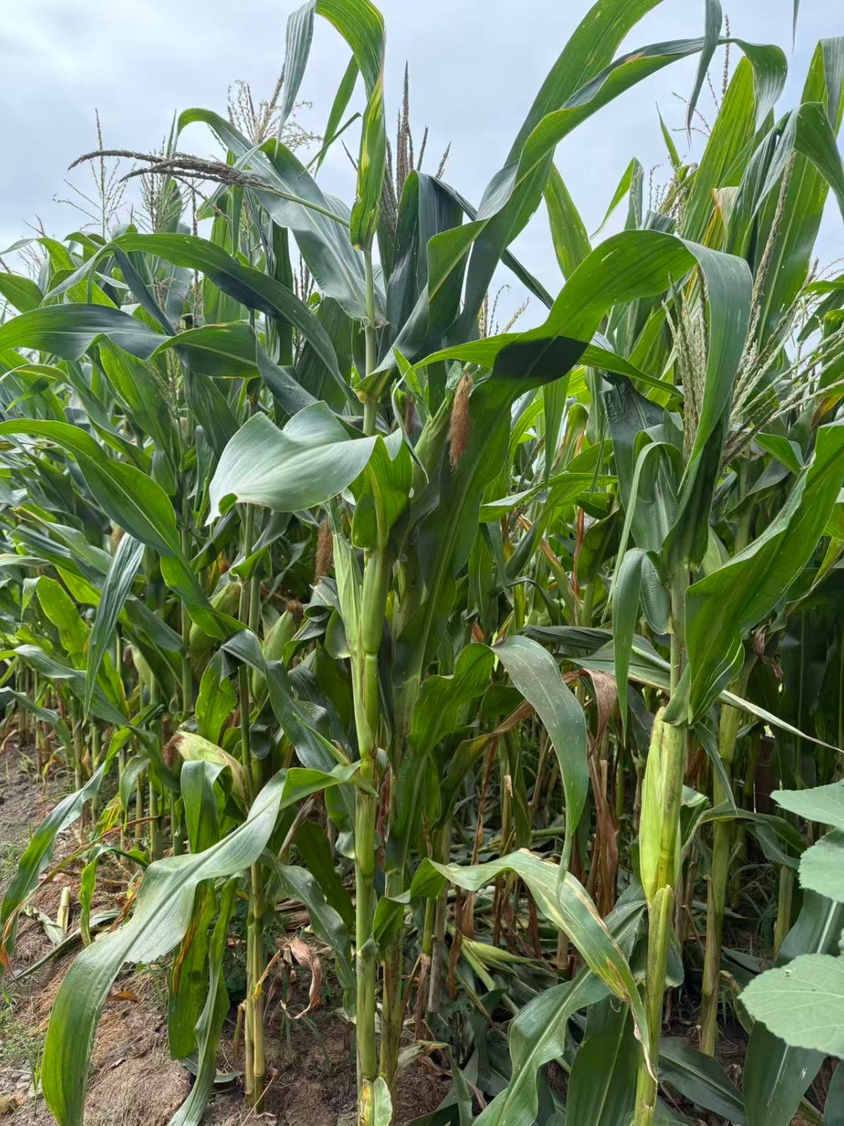 Organic Sweet Sticky Waxy Mixed Variety Glutinous Corn Non-GMO 糯玉米