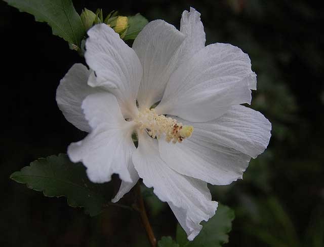 Hibiscus syriacus Snow Drift | White Rose of Sharon | Shrub Althea | 20_Seeds