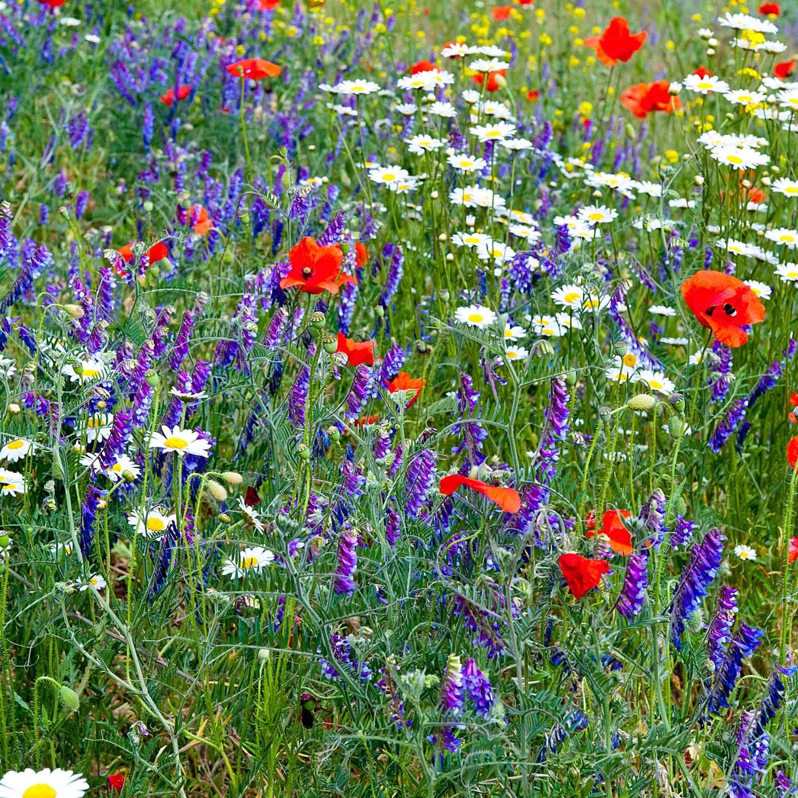 Shade Tolerant Wildflower Seeds Mix 19 Varieties Eco Friendly Non Gmo 3 Oz