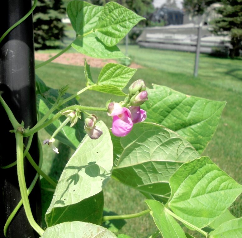 Purple Pole Bean Cranberry Flieder Lavender German Heirloom – 5 Seeds