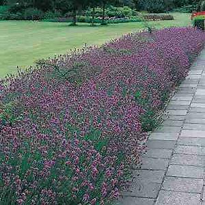 Lavender English Lavander angustifolia 500 seeds