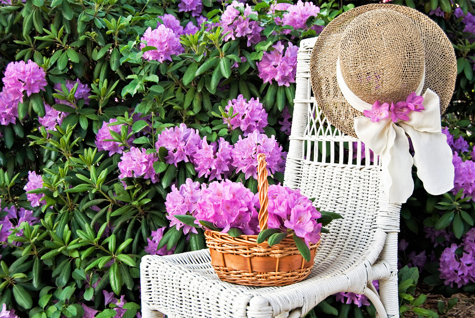 40 CAROLINA RHODODENDRON Carolinianum Dwarf Azalea Pink Purple Flower Shrub Seed