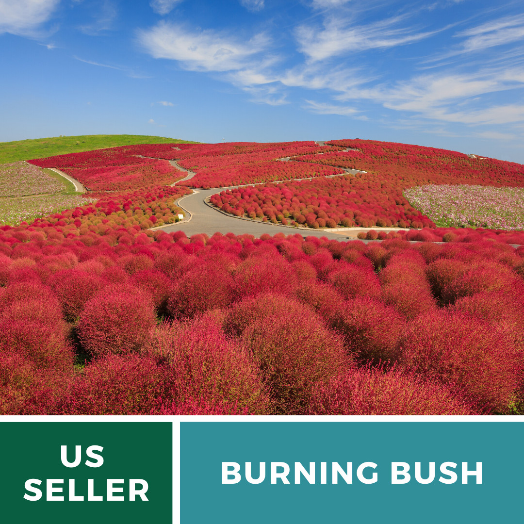 Burning Bush – 100 Seeds, Heirloom Plant, Color Changing (Kochia trichophylla)