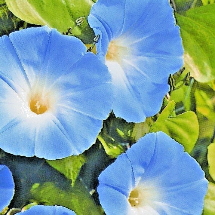 40+Blue MORNING GLORY Flower Seeds Climbing Flowering Vine Container Pollinators