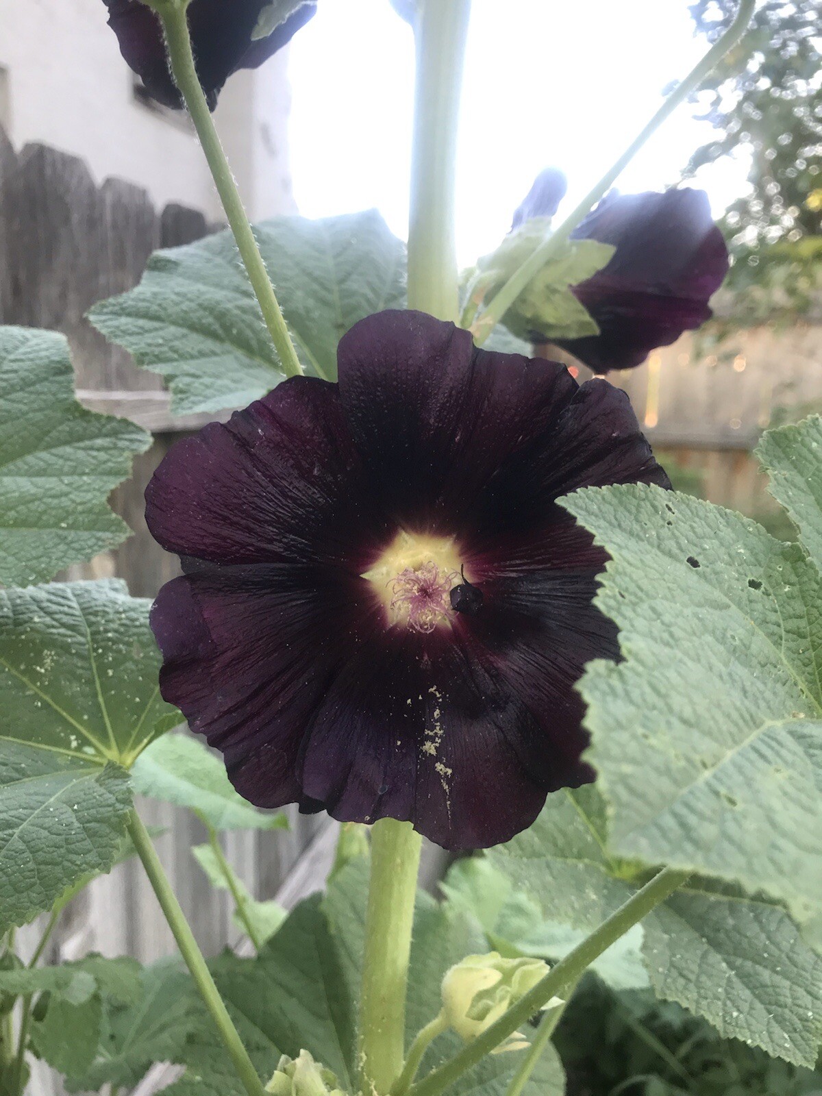 25 Hollyhock SEEDS BLACK DARK PURPLE “the Watchmen” Heirloom￼￼ Variety Seeds