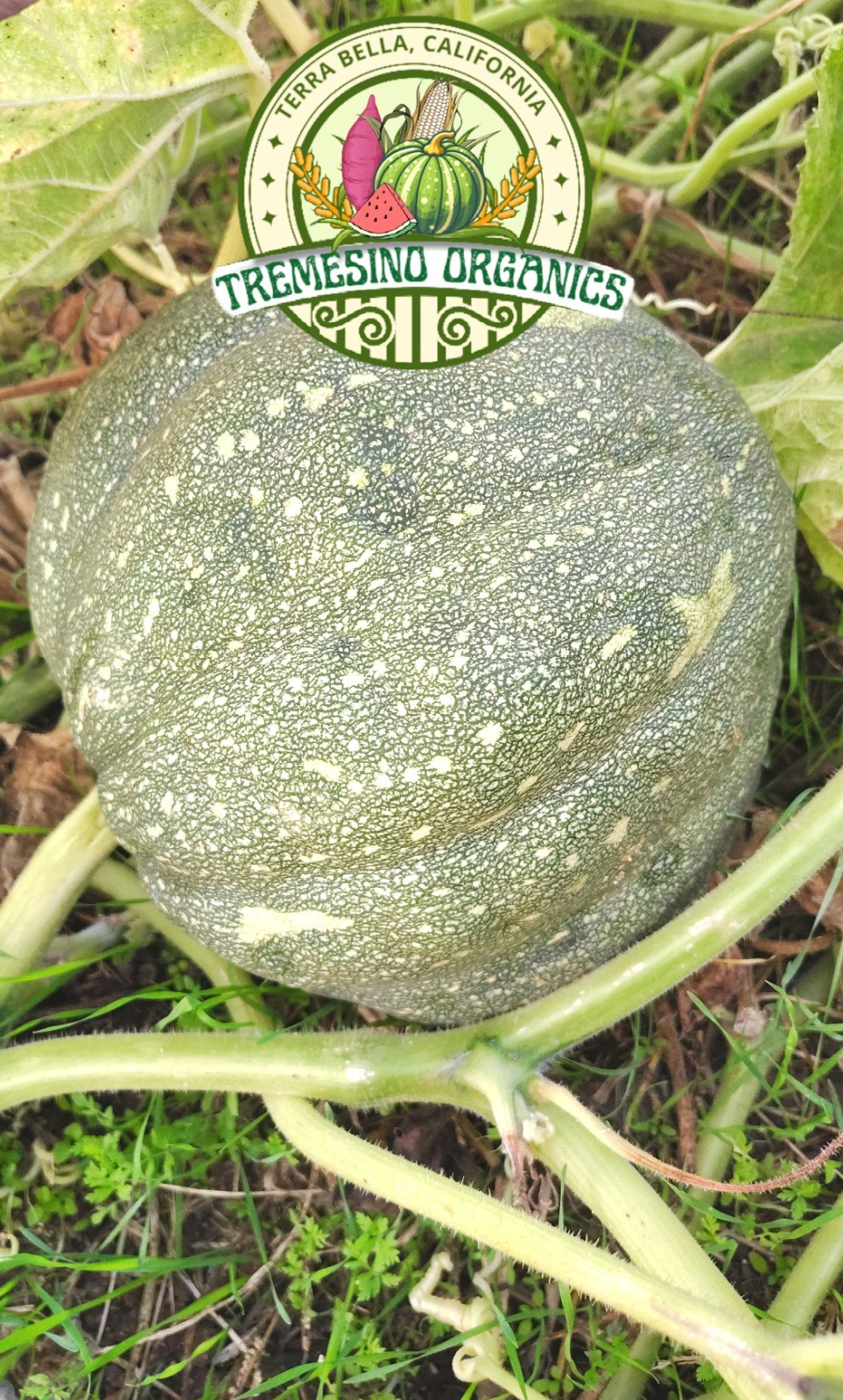 Rare Mexican Tropical Tamalayota Squash 10 Seeds-Calabaza Tamalayota,10 Semillas