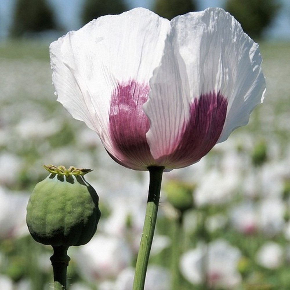 10,000 Stratified Imported Tasmanian Papavar Somniferum Poppy Seeds For Planting