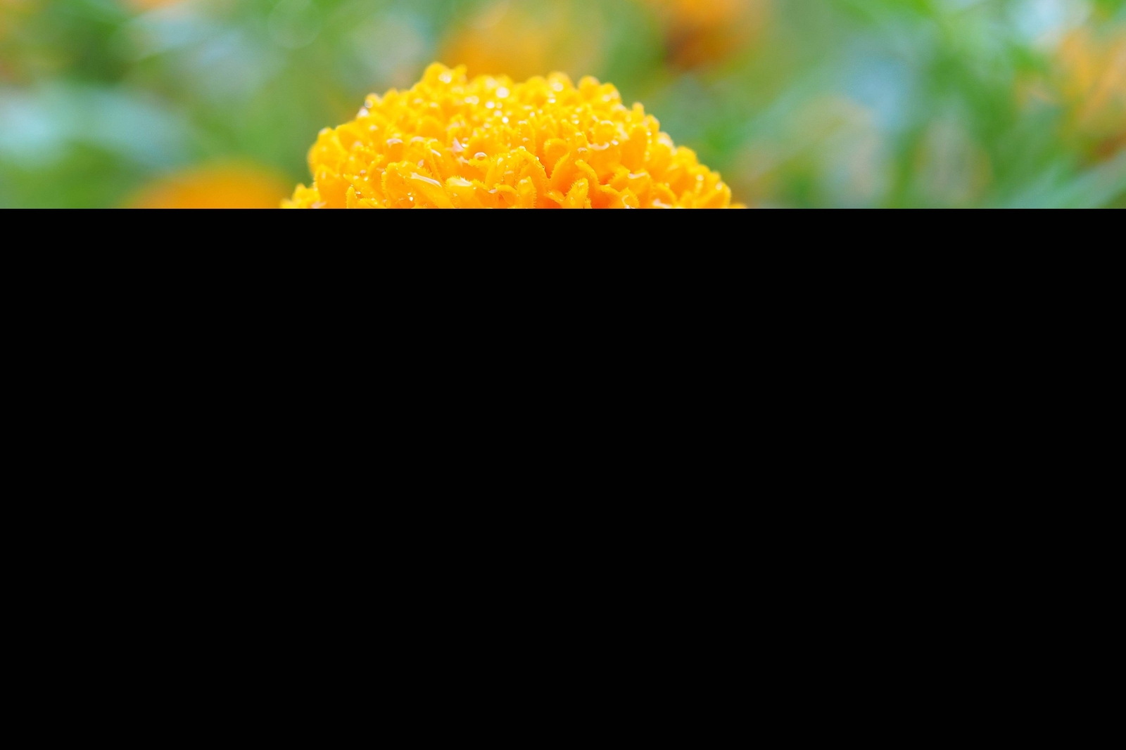 250 DWARF DOUBLE MARIGOLD ‘ Orange Flame ‘ Tagetes Patula French Red Flower Seed