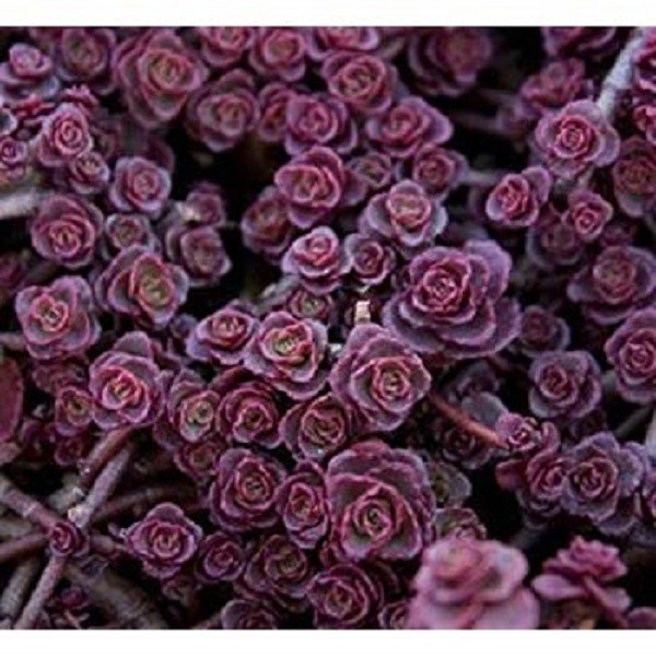 50+ Sedum Purple Carpet Wave Flower Seeds / Perennial