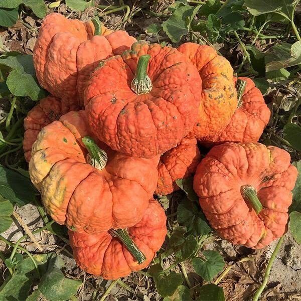 Jester Pumpkin Seeds for Planting (10 Seeds) – Salmon Colored Stacker Pumpkins