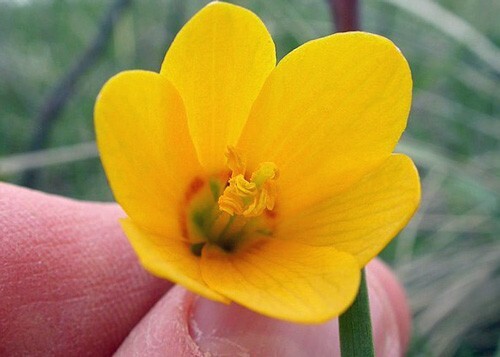 Fritillaria pudica | Yellow Fritillary | Yellow Mission Bells | 10 Seeds