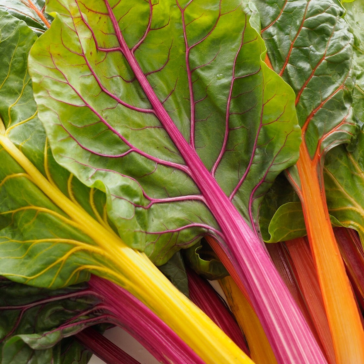 1/4 Lb Rainbow Swiss Chard Seeds – Everwilde Farms Mylar Seed Packet