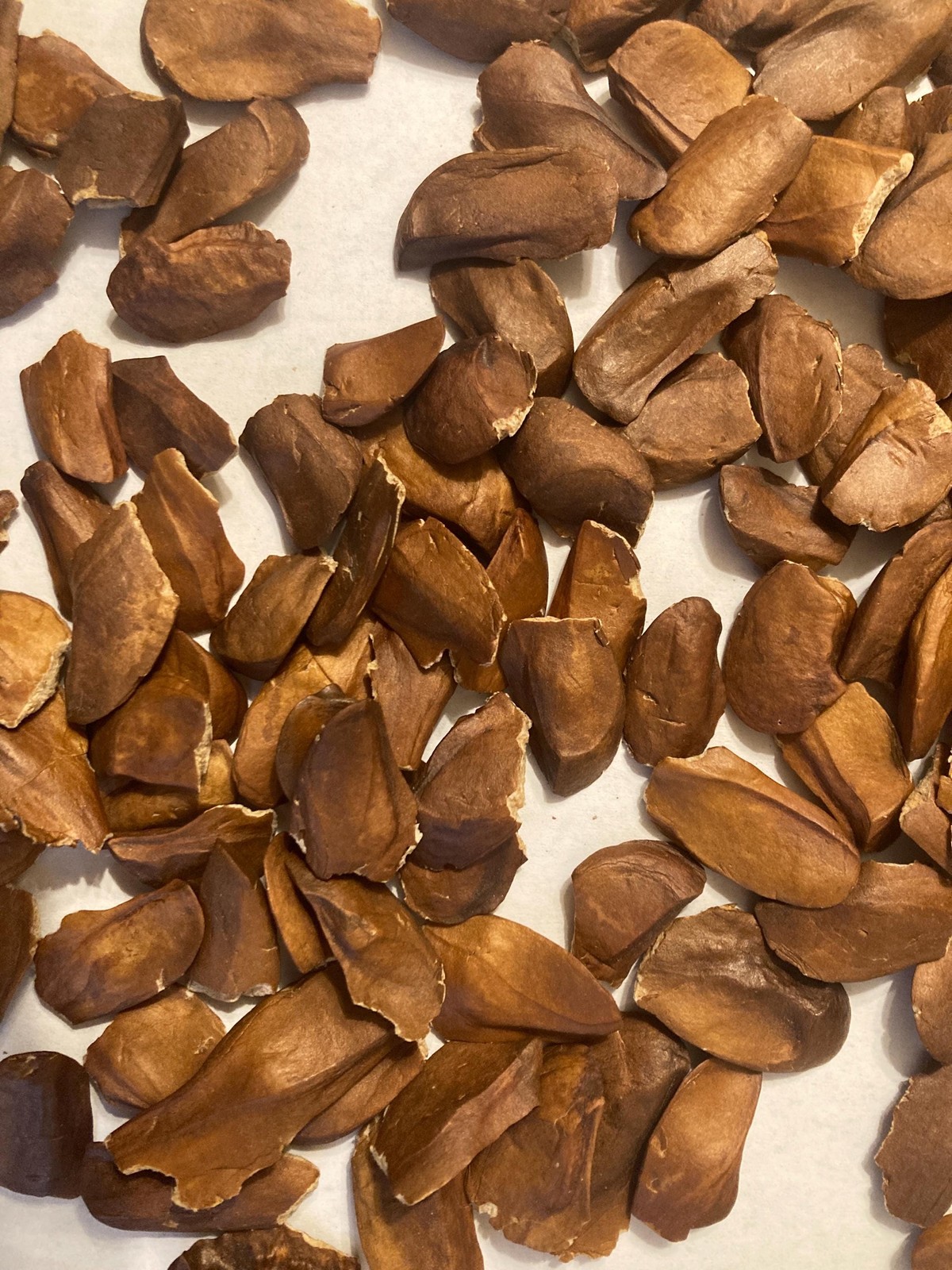 Honduras Mahogany Tree Seeds (SWIETENIA MACROPHYLLA)(Big Leaf Mahogany)