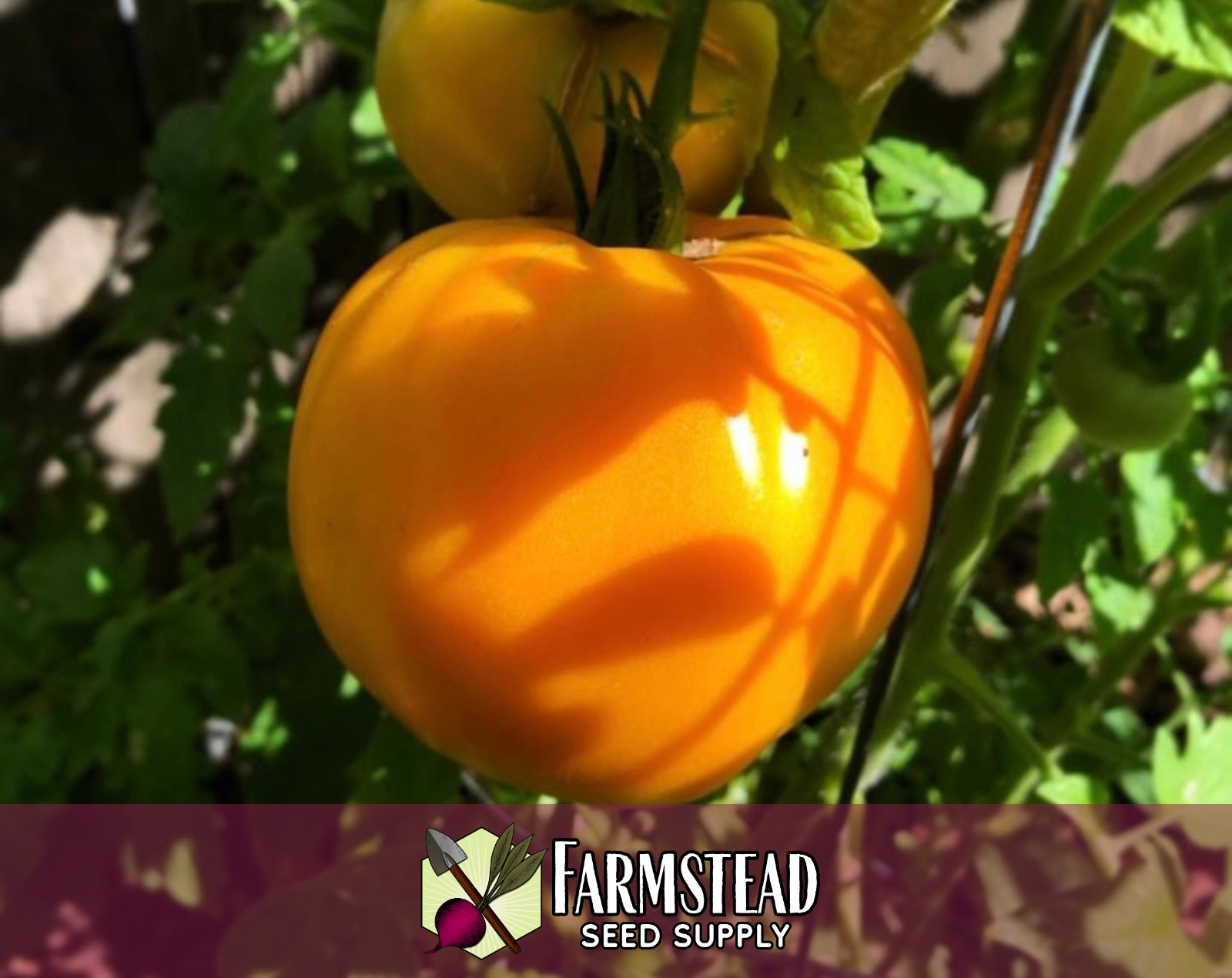 700+ Tomato Seeds [Golden Jubilee] Vegetable Gardening Seed, Heirloom, Non-GMO