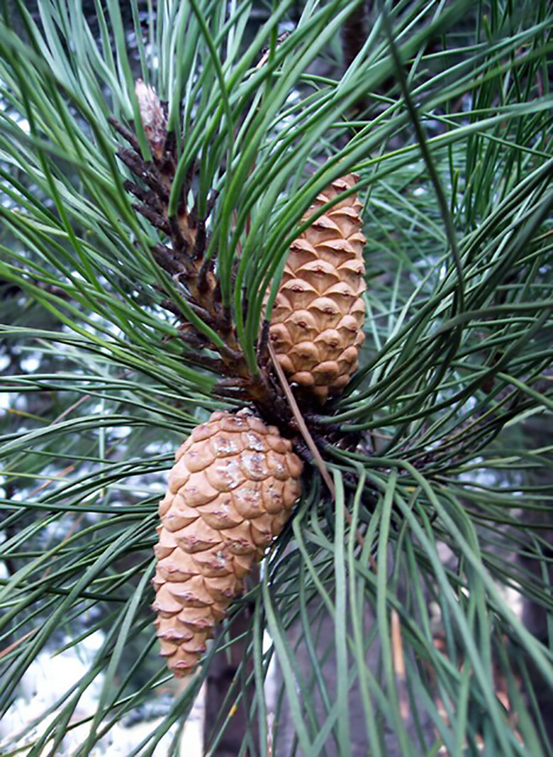 Austrian Pine, Pinus nigra, Tree Seeds (Fast, Evergreen, Hardy, Bonsai)