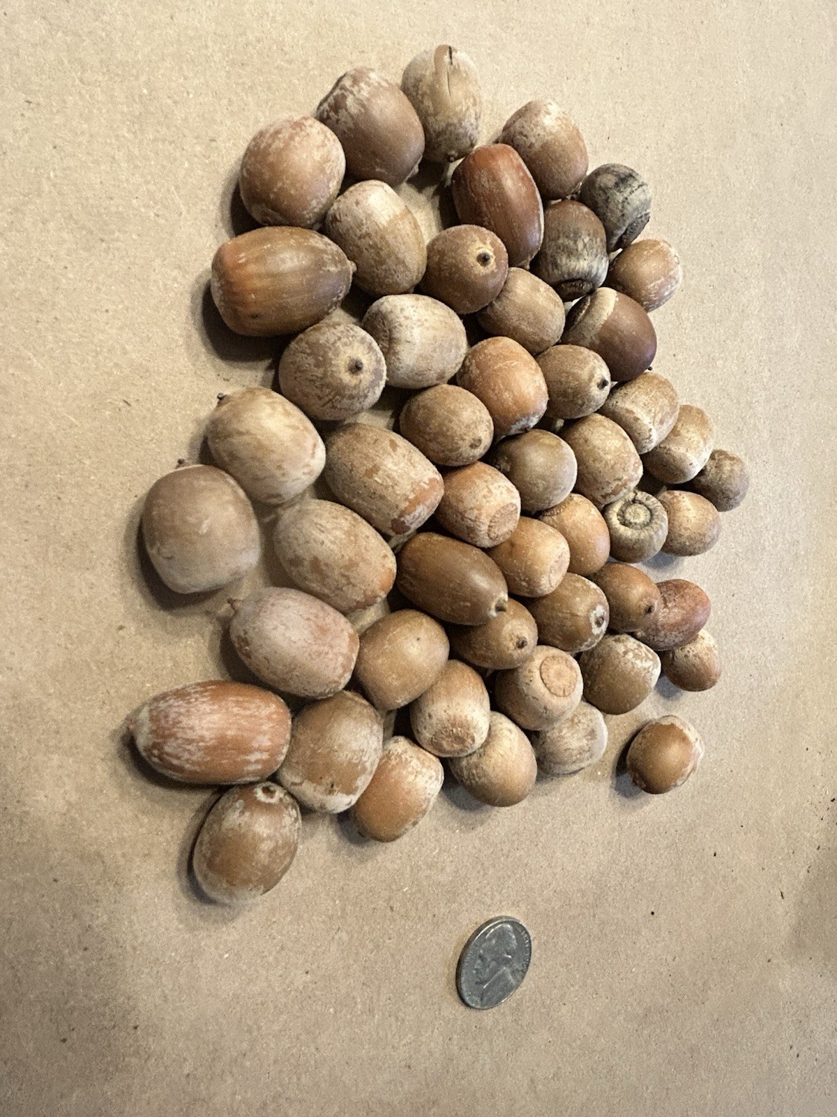 50 Michigan Northern Red Oak Tree Acorns No Tops Fall Decoration Decor Seeds M/L