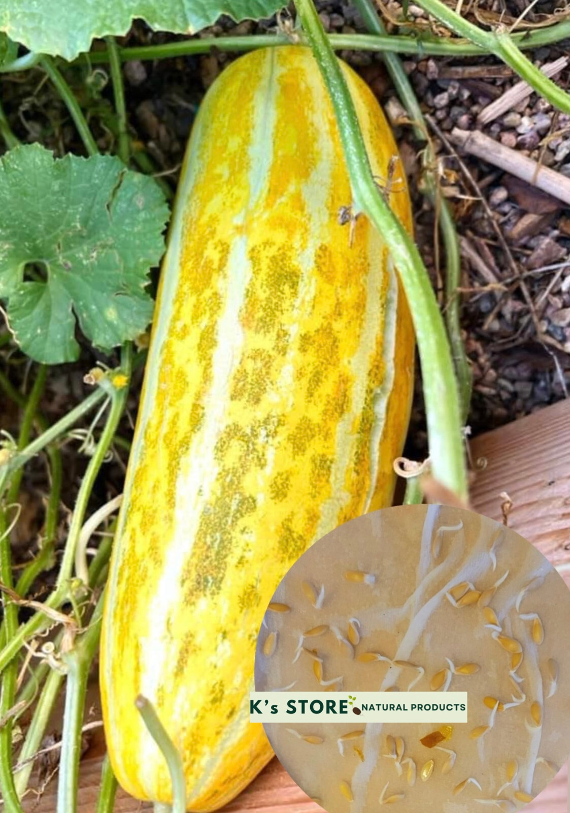20 pcs MUSK MELON SEEDS, DƯA GANG DẺO | 98% GERMINATION, NEW SEEDS |
