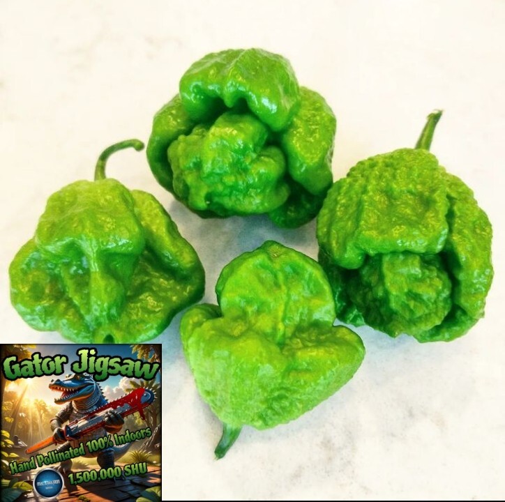 Humongous Hell Hot Heat Haul – 6 Superhot Varieties – Superhot! 120 Seeds Total!