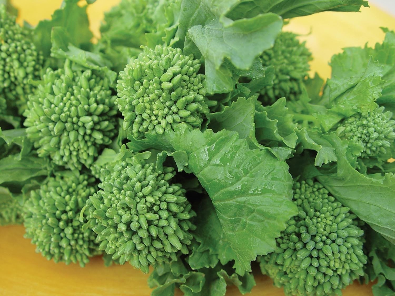 Grow 400 Heirloom Raab Broccoli Seeds – Perfect for Spring & Full Sun Conditions