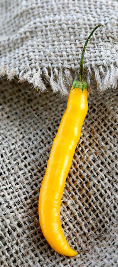 Andean Aji Capsicum Baccatum Gold Heirloom Pepper Premium Seed Packet