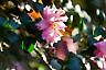 camellia starter seedlings: lot of 2