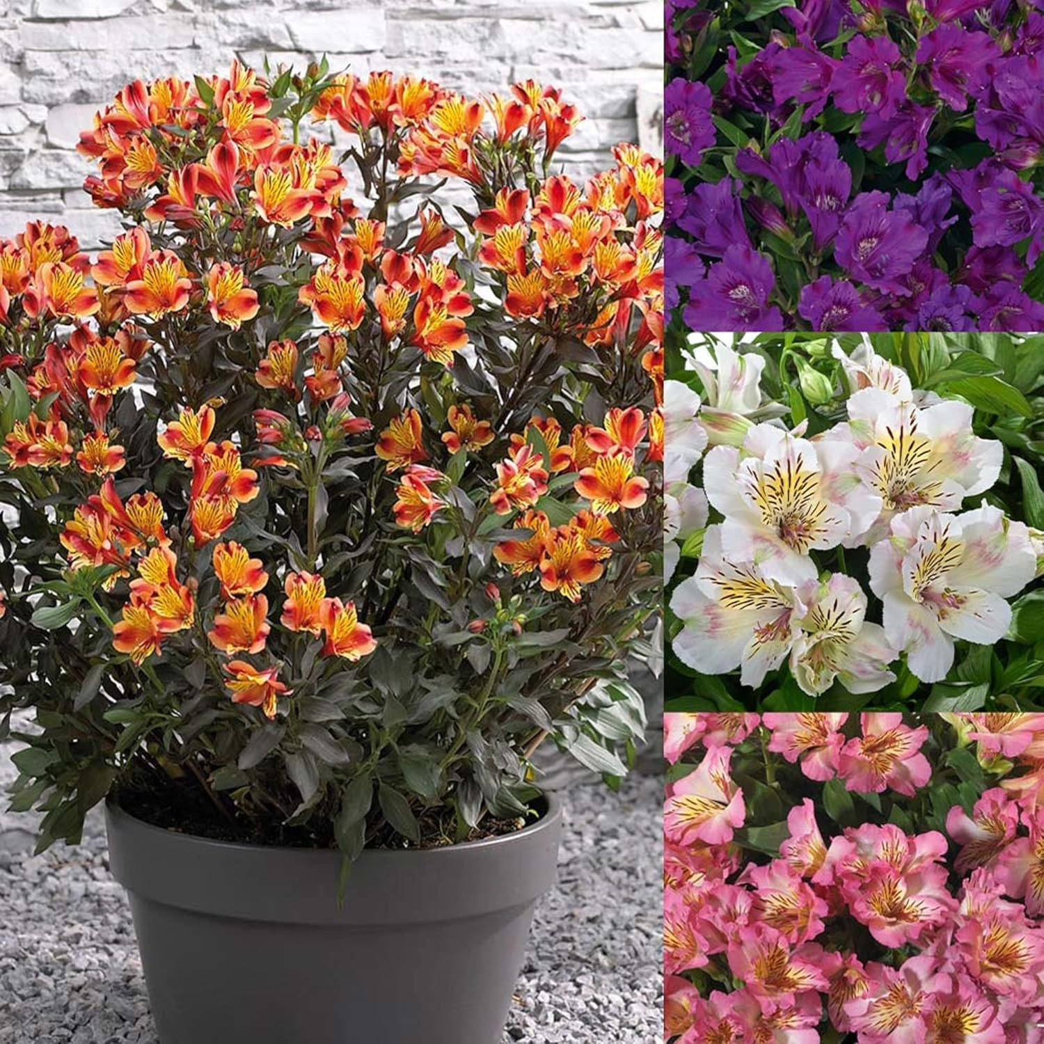 Mixed Color Alstroemeria Seeds 30 PCS Perennial Peruvian Lily Flower Seeds