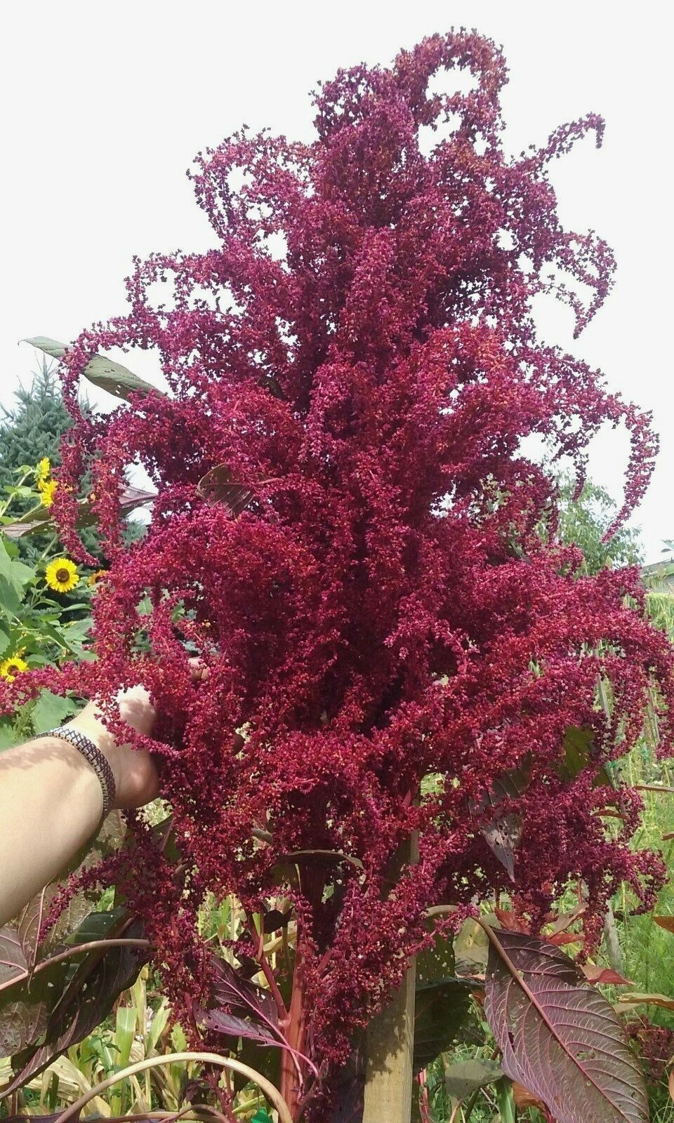 Purple Fountain Giant Amaranth 50 Seeds Heirloom 8 FT TALL! Comb. S/H