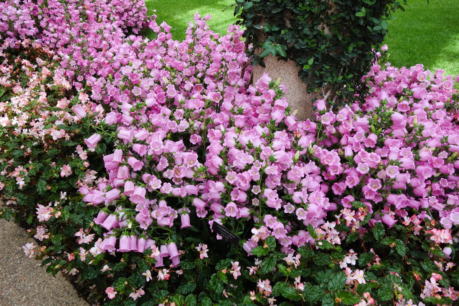 200 ROSE PINK CANTERBURY BELLS – CAMPANULA Medium Flower Seeds *Comb S/H