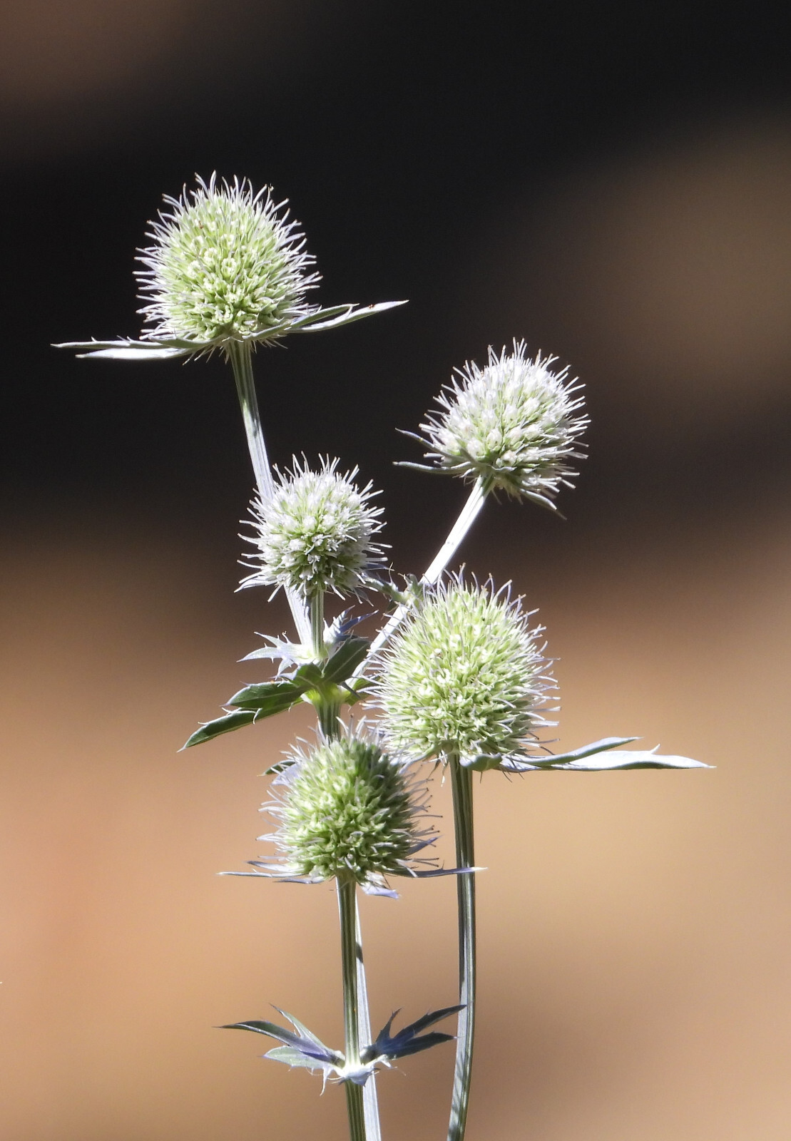 Rattlesnake Master Eryngium yuccifolium Seeds 30 Seeds
