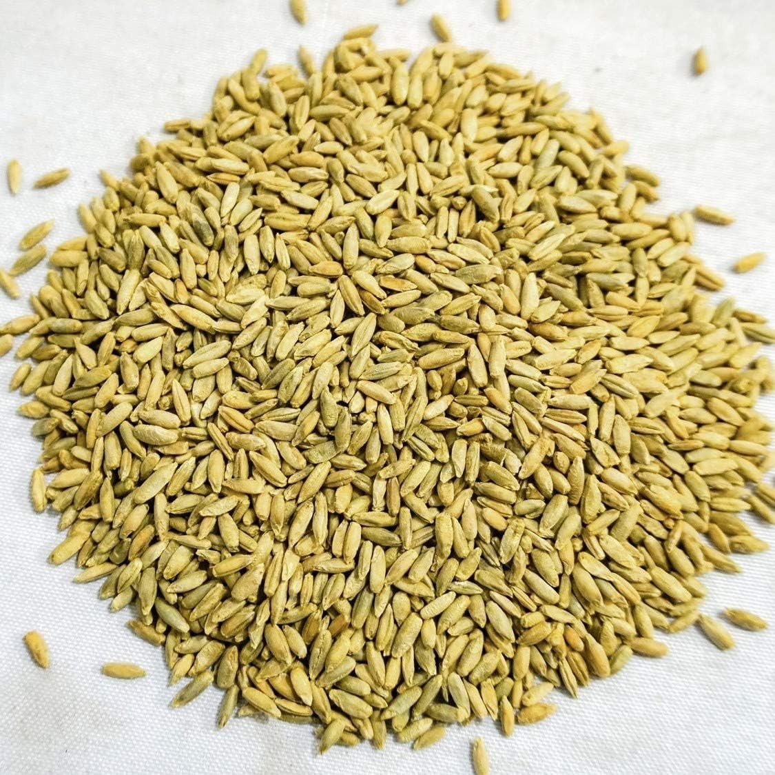 Organic Winter Rye Seeds, Non-GMO 5 lb