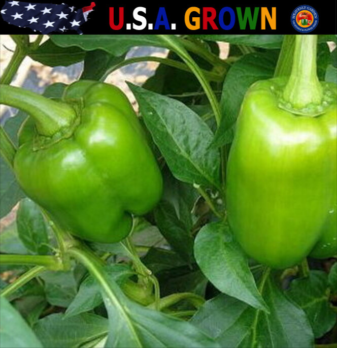 100 Organic Sweet Bell Pepper Seeds California Wonder Heirloom