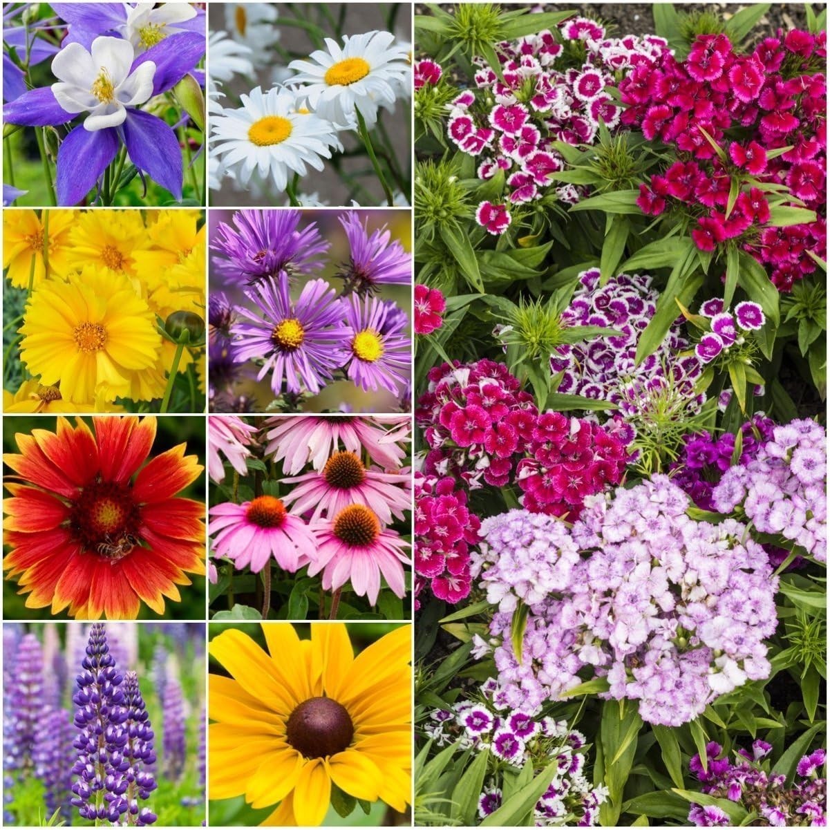 Diverse Perennial Wildflower Seeds | 30,000+ Seeds for Summer to Fall Blooms