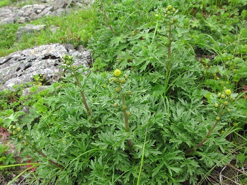 Artemisia arctica ssp. saxicola | Arctic Wormwood | 20 Seeds