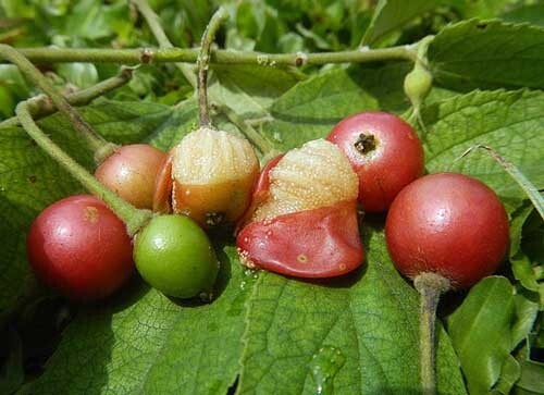 Muntingia calabura | Jamaican Cherry | Panama Berry | 250 Seeds