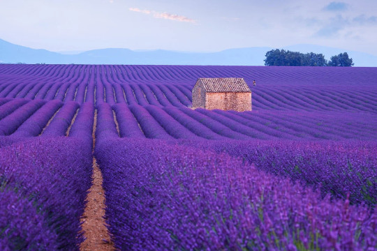500 Lavender Seeds for Planting English Lavender Flower Herbs