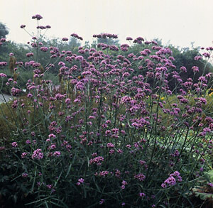 Verbena bonariensis 2,000 seeds