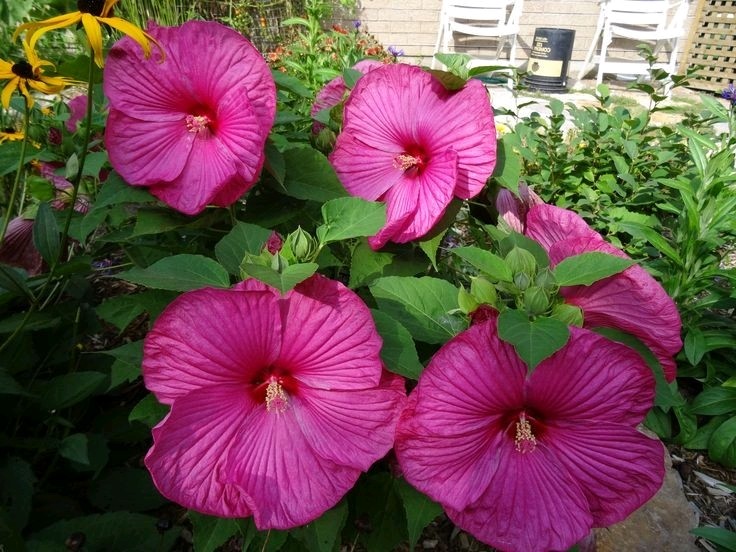 20 Luna Mixed Asst hardy hibiscus Seeds Pre Stratified Free Shipping.