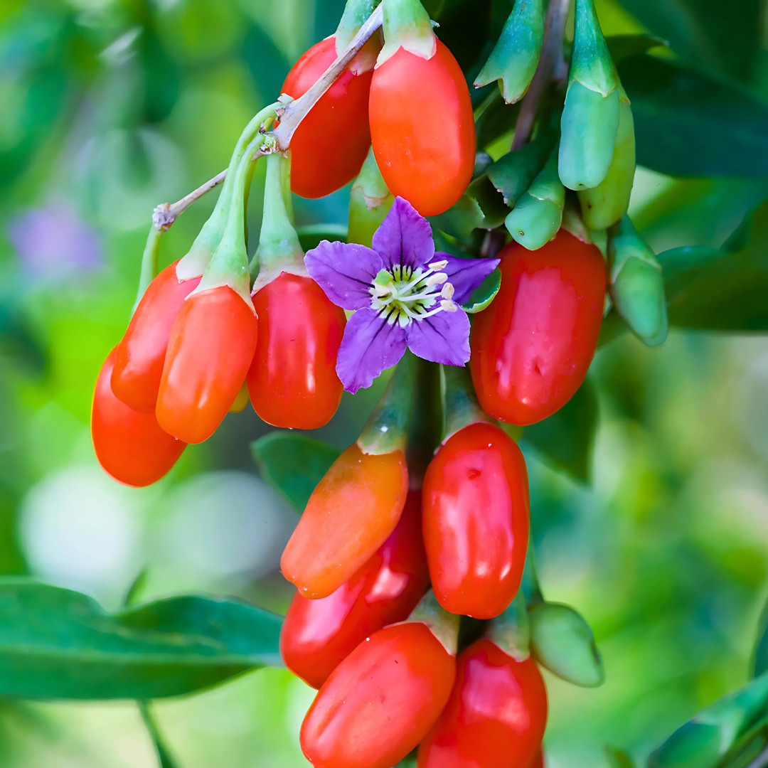 Fresh Tibetan Himalayan Goji Seeds | 5 Berries | Heirloom Non-GMO | Fruit Seeds