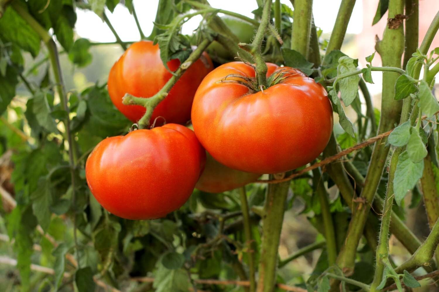 Better Boy Tomato Seeds Hybrid Non GMO Vegetable Garden