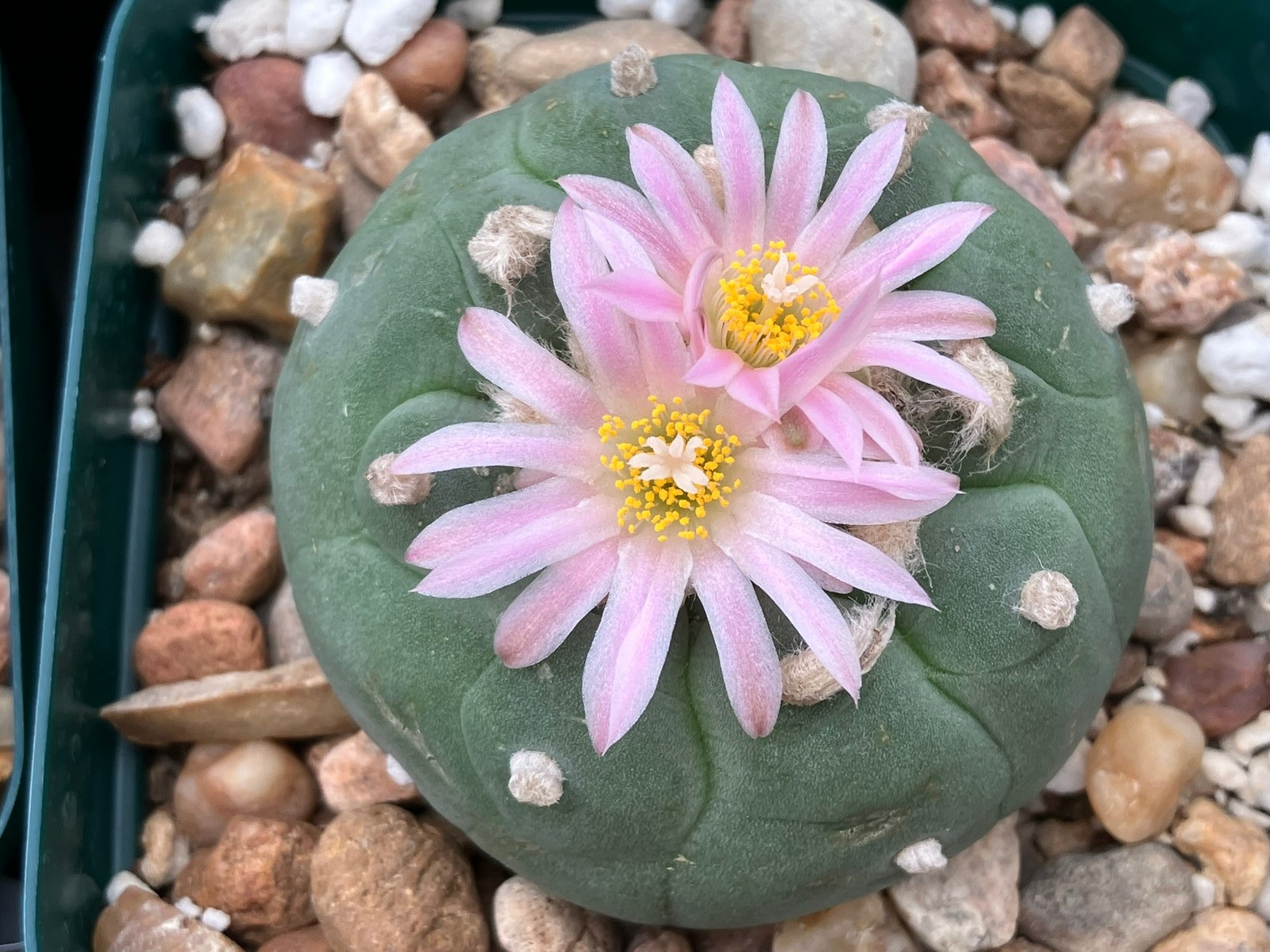Seed- Loph frichii (25 seeds) 2026