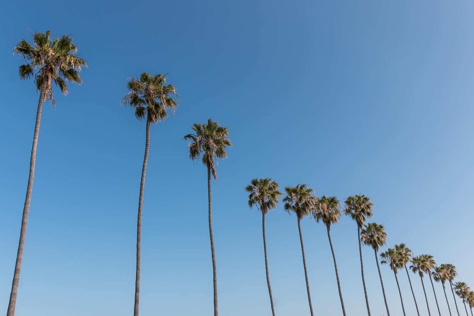 Mexican Fan Palm Tree Seeds, Washingtonia Robusta – 20 Seeds for Planting