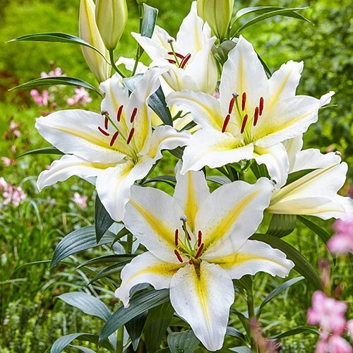 2 – BAFERRARI ORIENTAL LILY Flower Bulbs – VERY FRAGRANT PERENNIAL FLOWERS