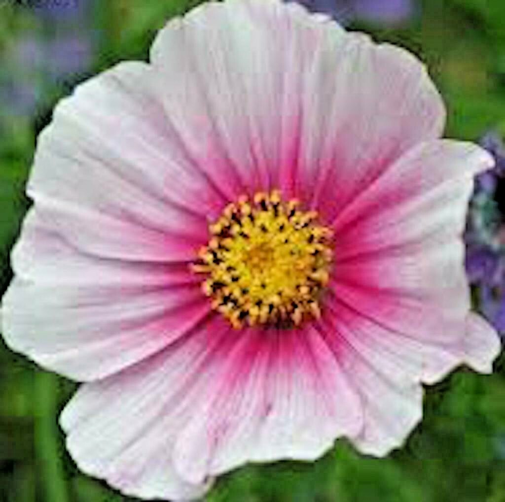 301+COSMOS DAYDREAM Seeds Wildflower Heat Drought Poor Soils Pollinators Easy